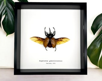 The Five-Horned Rhinoceros Beetle Frame (Eupatorus gracilicornis) Shadow Box, One of a kind, Professionally Mounted Entomology Display Piece