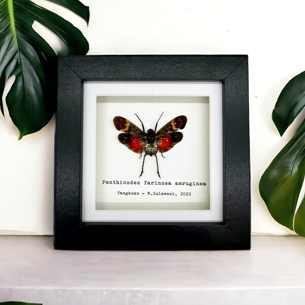 Red Spotted Lantern Fly Frame (Penthicodes farinosa aeruginea) Shadow Box, Professionally Mounted Entomology Display Piece