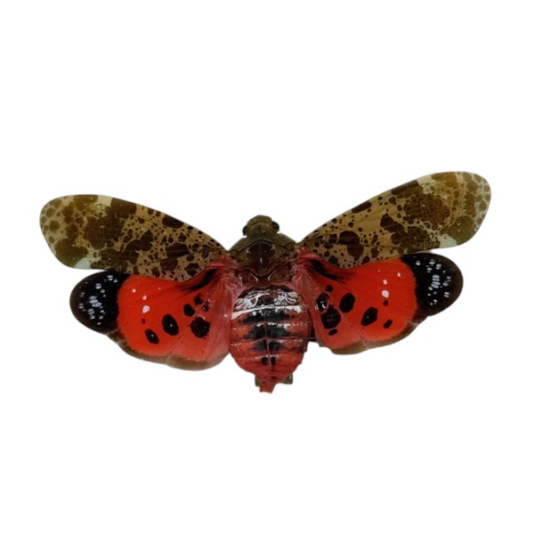 Ruby Red Spotted Lantern Fly (Penthicodes atomaria) Bug Insect Specimen Oddities Collectible Entomology Taxidermy Bug Art Supplies