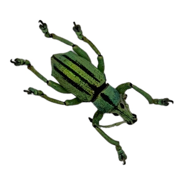 Striped Blue Weevil Beetle (Eupholus cuvieri) Insects Specimen, Oddities, Collectible, Entomology, Taxidermy, Bug, Art Supplies