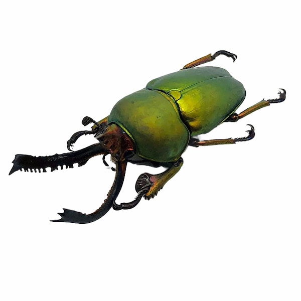 Saw Tooth Green Stag Beetle (lamprima adolphinae) (MALE) Insects Specimen, Oddities, Entomology, Taxidermy, Bug, Art Supplies