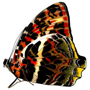 La gloriosa farfalla iniziata (Agatasa calydonia) Lepidotteri, modello rosso giallo nero, campione di entomologia, insetto, materiale artigianale A1