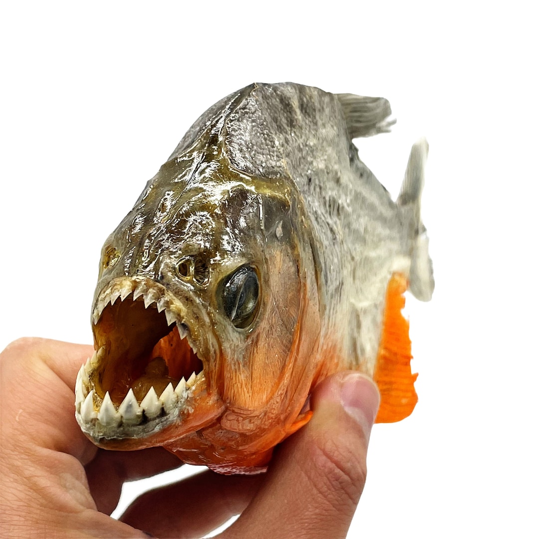 Real Taxidermy Red Bellied Predator Piranha Peru Amazon Pygocentrus Nattereri Etsy UK