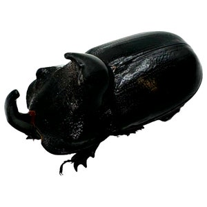 The Rhino Horned Beetle (Trichogomphus martabani) Insects Specimen, Oddities, Collectible, Entomology, Black, A1 Natural Art Craft Supply