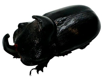 タイ産サイカブトムシ 2 匹 | Xylotrupes gideon | 昆虫学と芸術のため