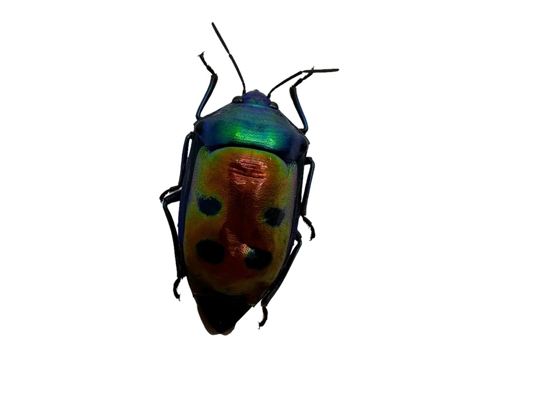 Jewel Bug (calliphara Caesar) Entomology Specimen, Collector, Curio ...