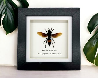 The Greater Banded Tiger Hornet Frame (Vespa tropica) Shadow Box, Professionally Mounted Entomology Display Piece