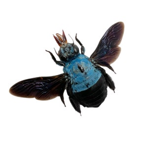 The Blue Carpenter Bee Xylocopa caerulea Insect Specimen Indonesia F, Entomology Supply, Curio, Collection, Wunderkammer image 5