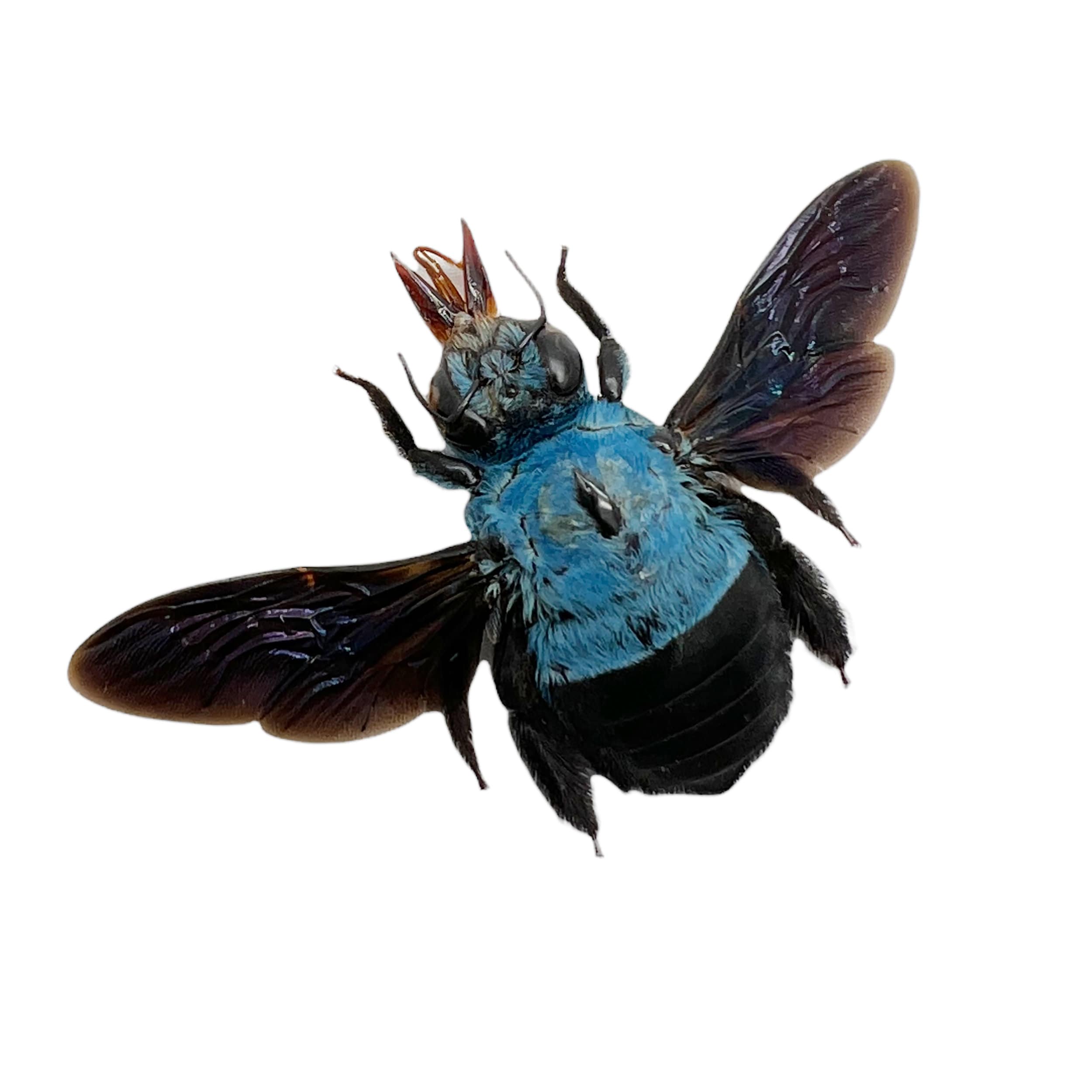 The Blue Carpenter Bee Xylocopa Caerulea Insect Specimen - Etsy