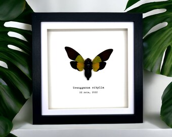 Green Black Cicada Frame (Trengganua sibylla) Shadow Box, Professionally Mounted Entomology Display Piece