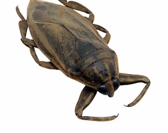 オオタガメ（Lethocerus indicus）昆虫標本珍品収集品昆虫学剥製虫