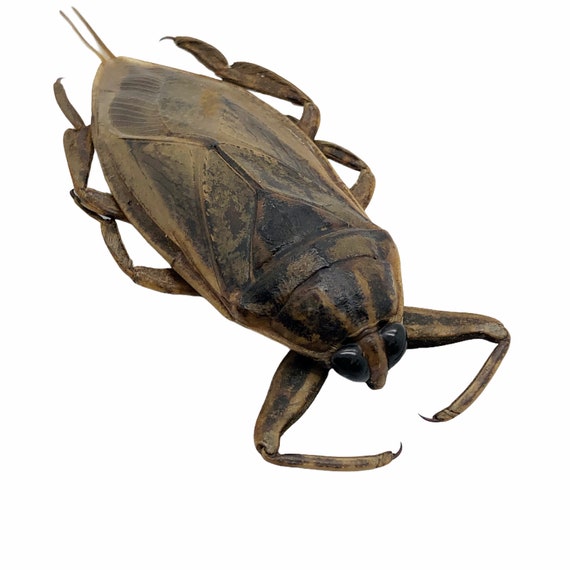 Giant Water Bug lethocerus Indicus Insects Specimen Oddities