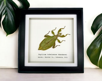 Green Leaf Insect Frame (Phyllium tobeloense bhaskarai) Shadow Box, Professionally Mounted Entomology Display Piece