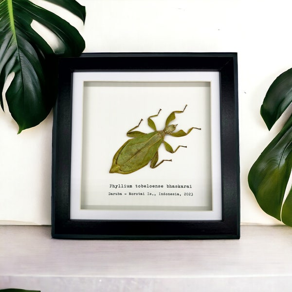 Green Leaf Insect Frame (Phyllium tobeloense bhaskarai) Shadow Box, Professionally Mounted Entomology Display Piece