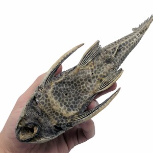 Pre-Historic Carachama Armored Catfish Pseudorinelepis genibarbis Peru, Specimen Oddities Collectible Taxidermy Fishing Curio image 2