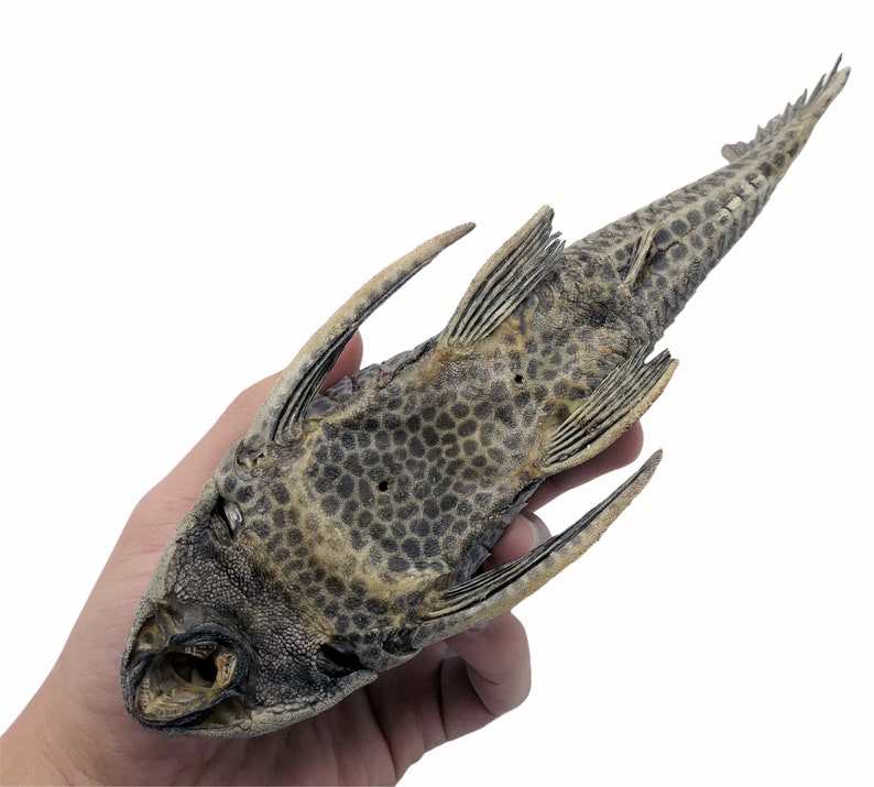 Pre-Historic Carachama Armored Catfish Pseudorinelepis genibarbis Peru, Specimen Oddities Collectible Taxidermy Fishing Curio image 2