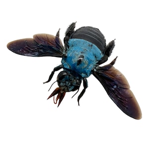 Det blå snickarbiet Xylocopa caerulea Insektsprov Indonesien (F), Entomologiförsörjning, Curio, Samling, Wunderkammer
