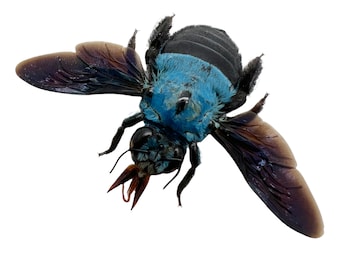 The Blue Carpenter Bee Xylocopa caerulea Insect Specimen Indonesia (F), Entomology Supply, Curio, Collection, Wunderkammer