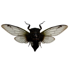 Cicada (Cryptotympana acuta) Spread Unmounted True Bug Insect Collector Specimen Art