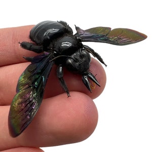 Giant Black Tropical Carpenter Bee Xylocopa Latipes Insect Specimen (F), Entomology, Collector, Curio, Wunderkammer