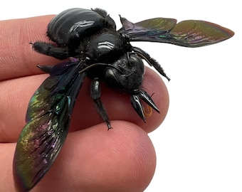 Giant Black Tropical Carpenter Bee Xylocopa Latipes Insect Specimen (F), Entomology, Collector, Curio, Wunderkammer