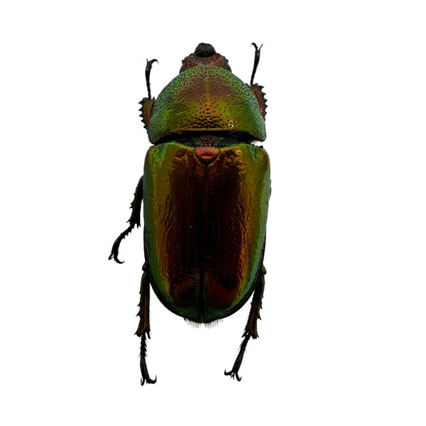 Saw Tooth Green Stag Beetle (lamprima adolphinae) (FEMALE) Insects Specimen, Oddities, Entomology, Taxidermy, Bug, Art Supplies