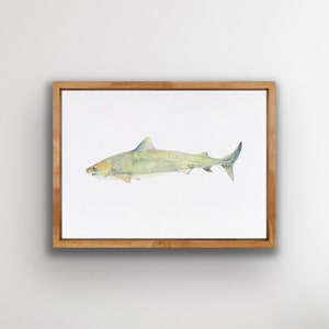 Tiger shark wall art, beach decor, beach art, ocean decor, nautical art, shark, sea life art, watercolor painting, home decor