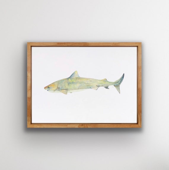 Tiger Shark Wall Art Beach Decor Beach Art Ocean Decor Etsy