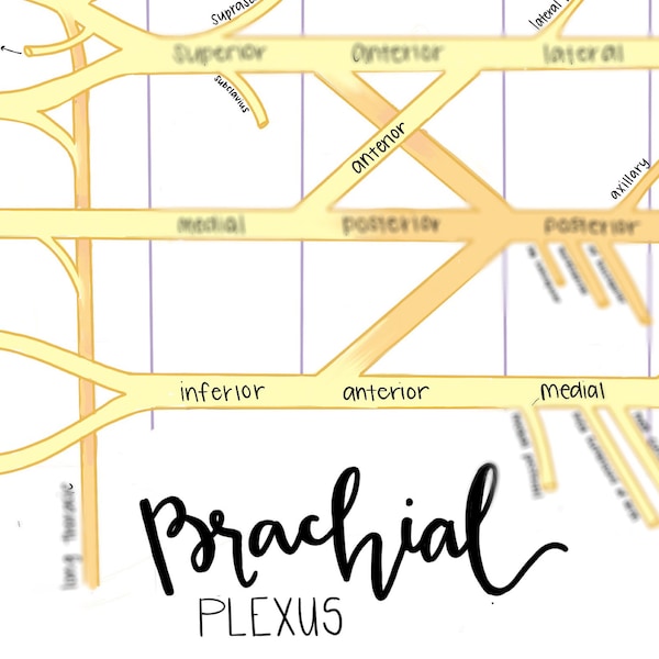 Brachial Plexus Study Sheet