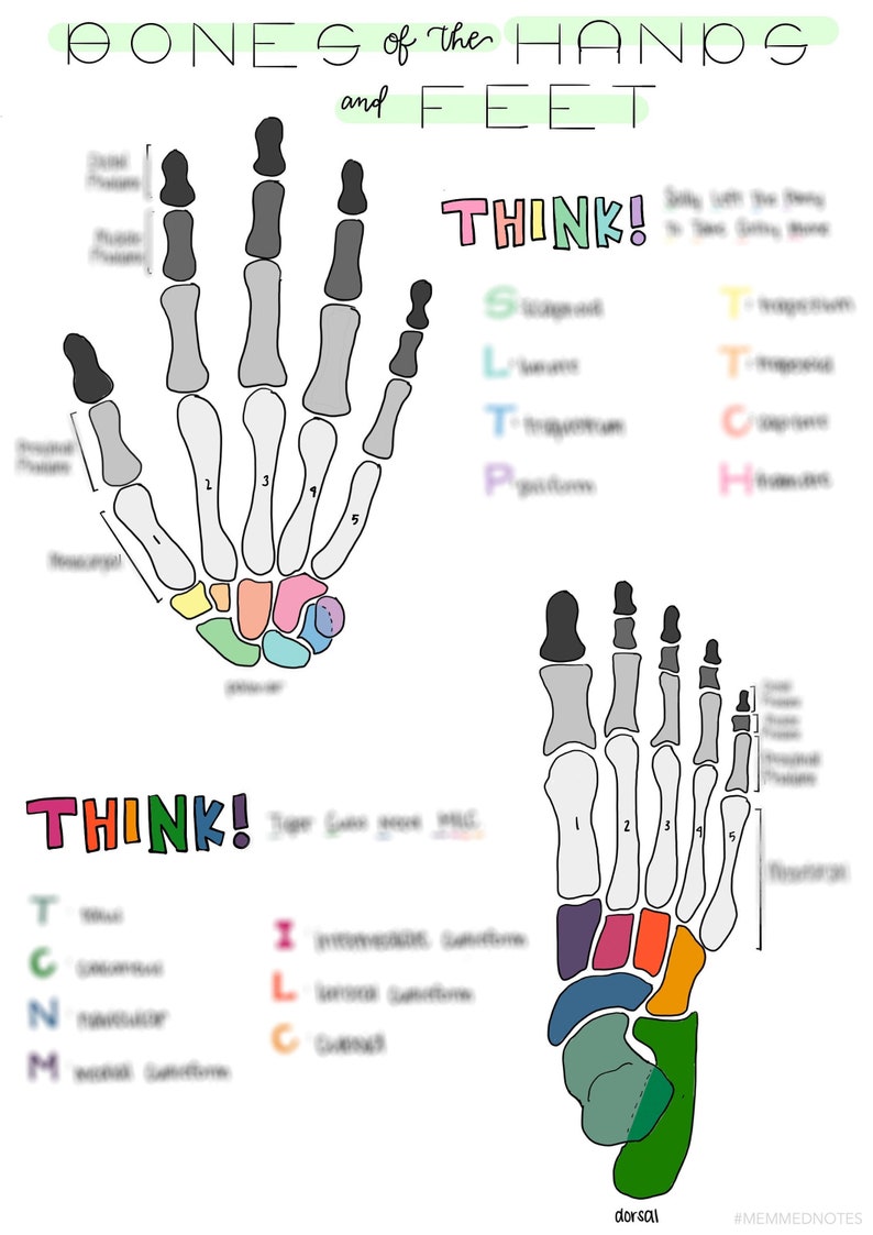 Bones of the Hands and Feet Study Sheet Biology Diagrams