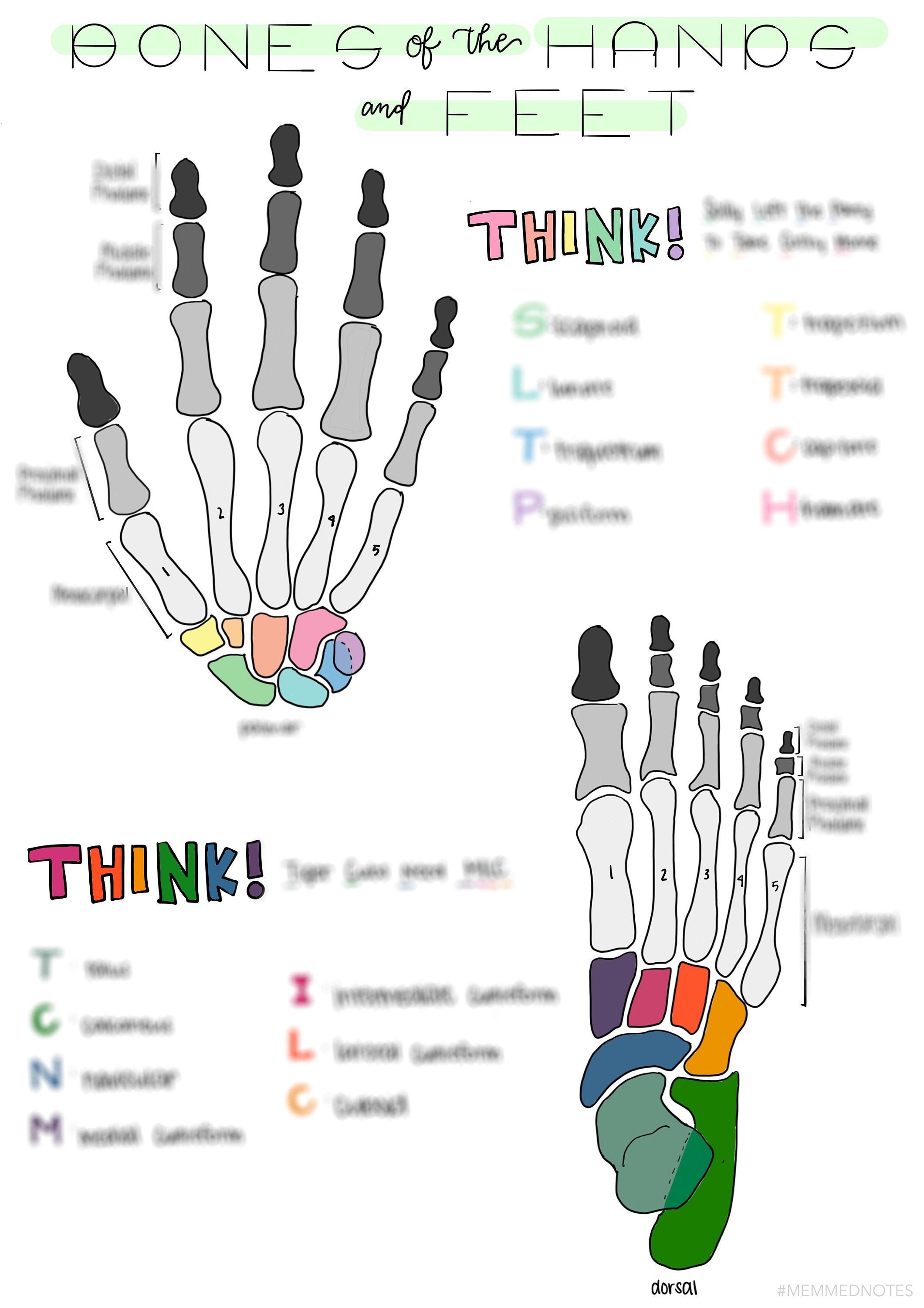 Bones of the Hands and Feet Study Sheet - Etsy