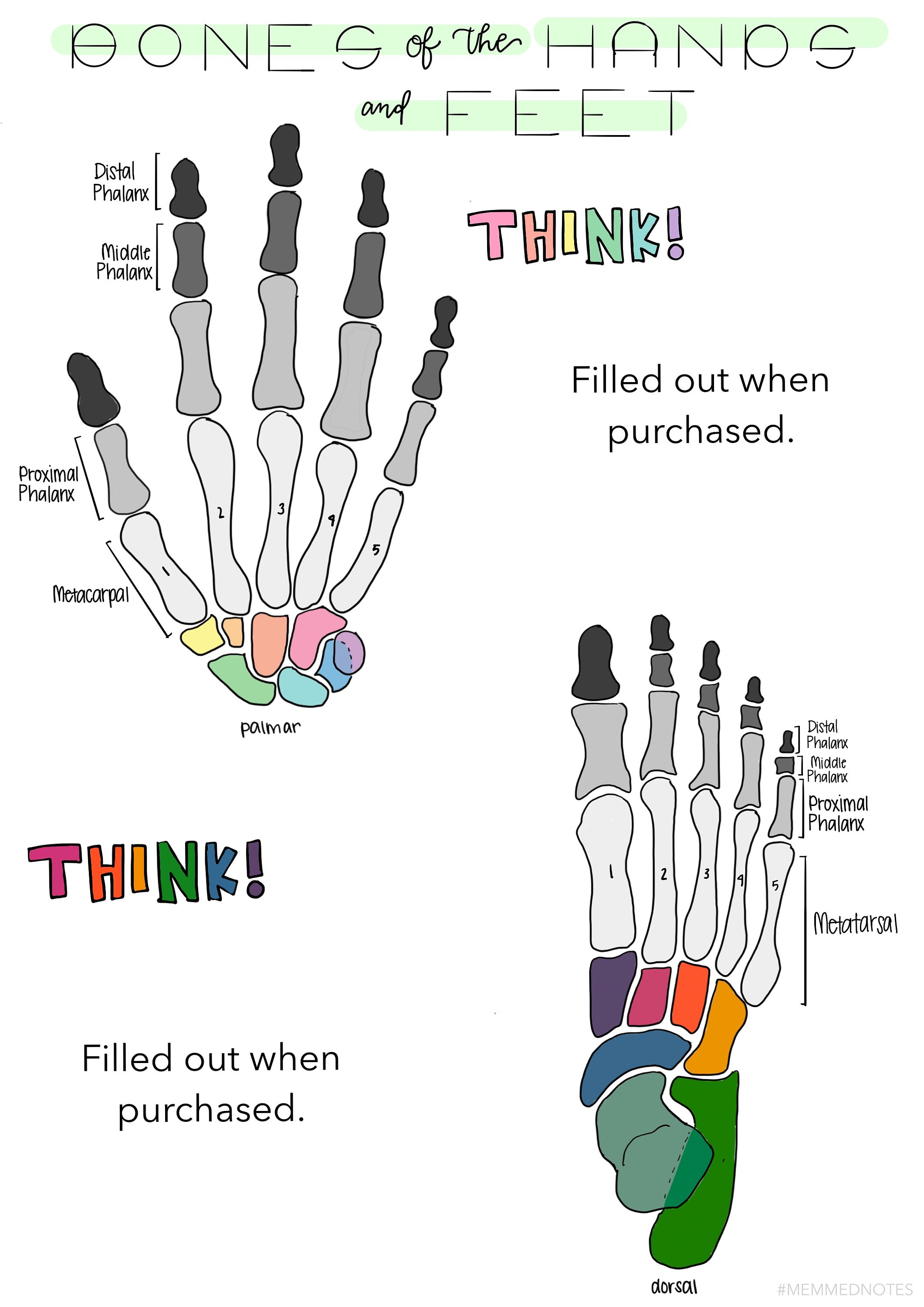 Bones of the Hands and Feet Study Sheet Biology Diagrams