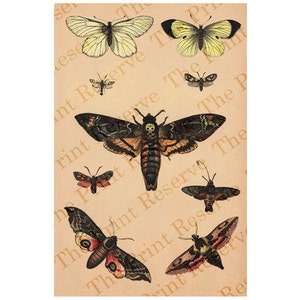 Może przedstawiać: Wydruk w stylu vintage przedstawiający szczegółowe ilustracje motyli i ćm w odcieniach żółci, brązu i czerni. Owady przedstawione są ze skomplikowanymi wzorami skrzydeł i ciał, na tle beżowego tła z powtarzającym się tekstem "The Print Reserve".