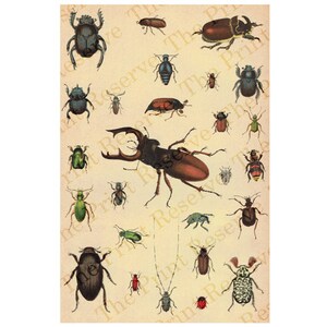 Printable Insects Bug Chart Beetles Digital Art Print Species Chart Scientific Wall Art Clipart