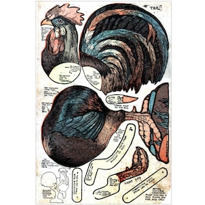 May include: Vintage paper rooster craft kit with cut-out pieces. The illustration features a detailed drawing of a rooster with instructions. The rooster has a red comb, blue and brown feathers, and the word "TAIL" at the top.