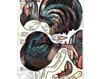 May include: Vintage paper rooster craft kit with cut-out pieces. The illustration features a detailed drawing of a rooster with instructions. The rooster has a red comb, blue and brown feathers, and the word "TAIL" at the top.