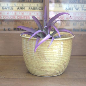 May include: A small, yellow ceramic pot with a textured surface, holding a plant with long, purple leaves. The pot is set on a wooden surface. The background includes vintage measuring sticks with text: GAYLE ANN FABRICS, BOB'S COLOR CENTER, and 6015 W. Forest Ho.