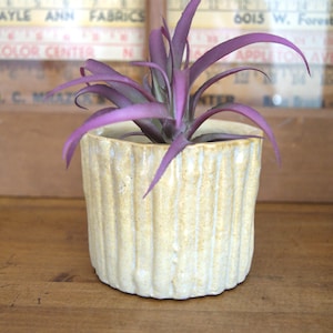 May include: A small, textured, cream-colored ceramic pot with vertical ridges, holding a purple plant. The plant has long, slender leaves. The pot sits on a wooden surface, with a blurred background of vintage measuring tools and text.