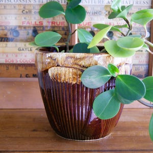 May include: A ceramic planter with a glossy dark brown base and a textured, vertical ribbed pattern. The upper rim features a contrasting drip glaze in shades of cream and tan. A green plant with rounded, succulent-like leaves grows from the pot.