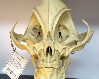Alien Skull S#2