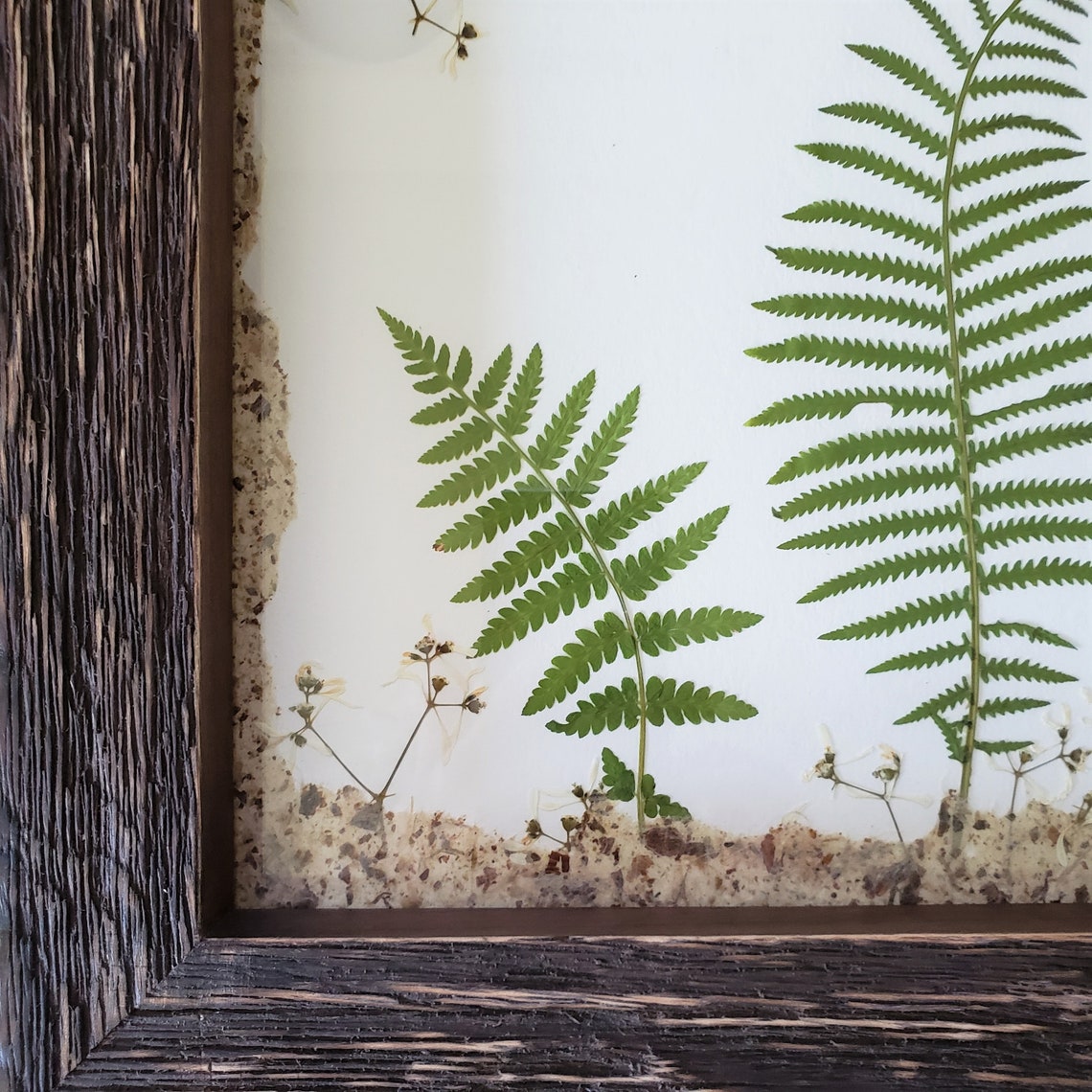 Natural Pressed Ferns Art in Rustic Frame | Etsy
