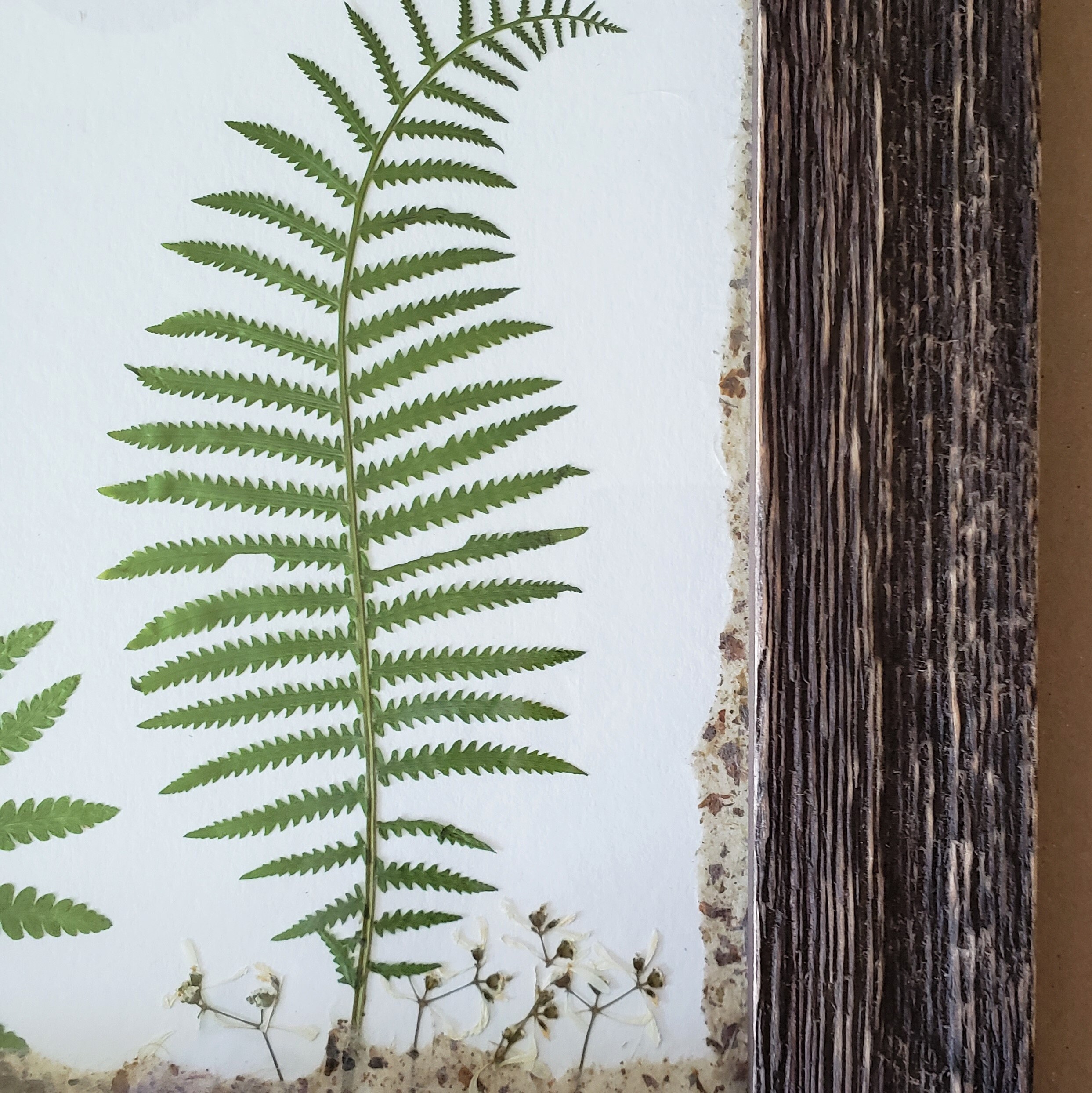 Natural Pressed Ferns Art in Rustic Frame | Etsy