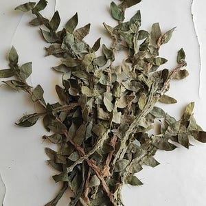 fabric branches of green olive leaves