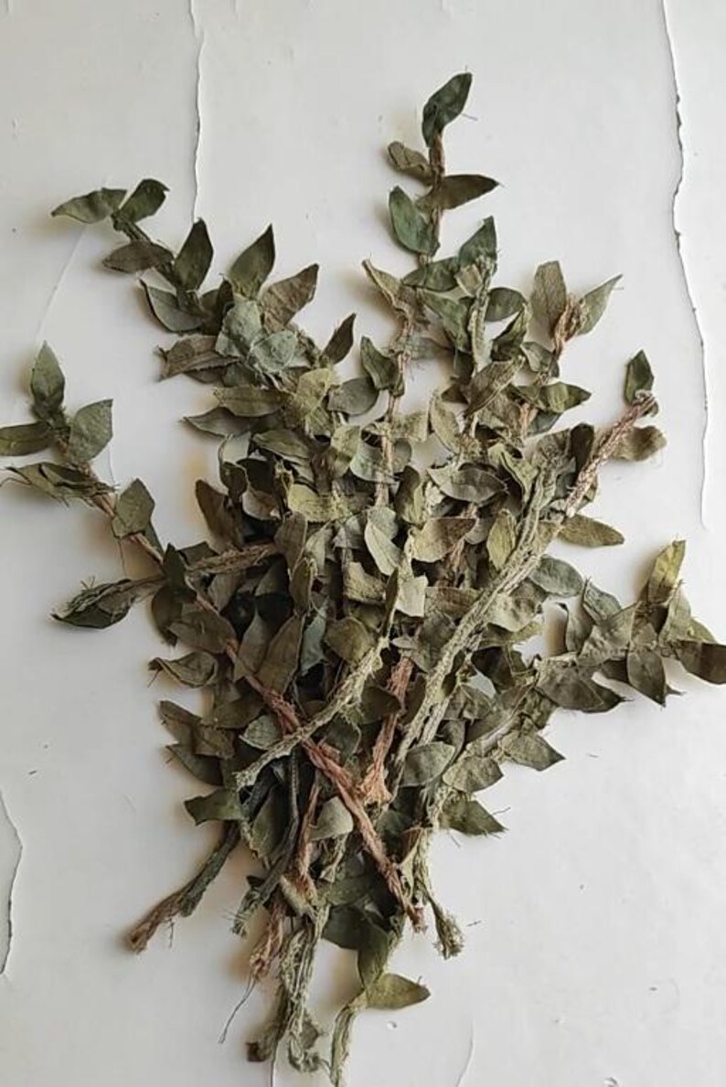 fabric branches of green olive leaves