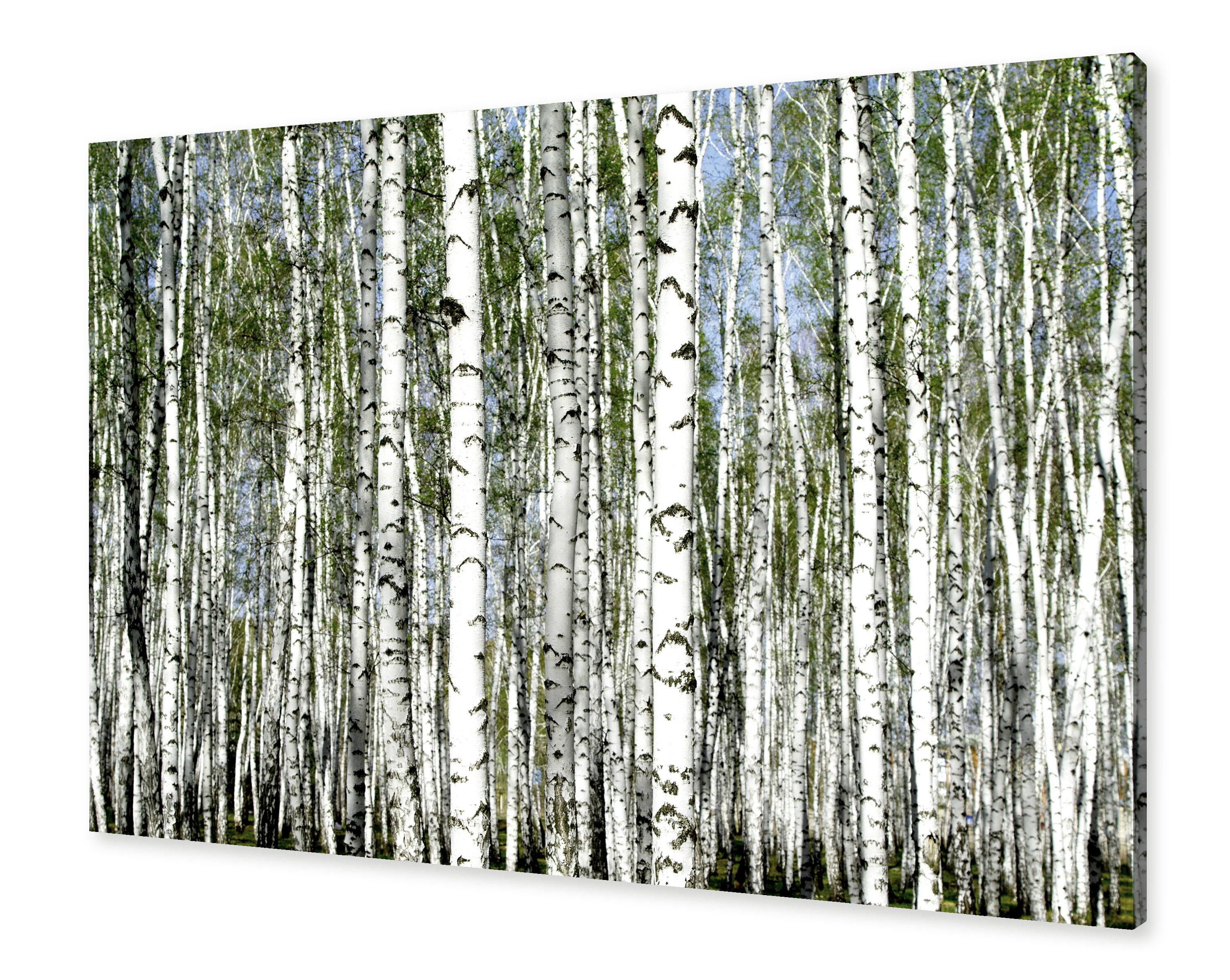 Birch Tree Wall Art Canvas Wrapped Frame Home Wall Decor Etsy