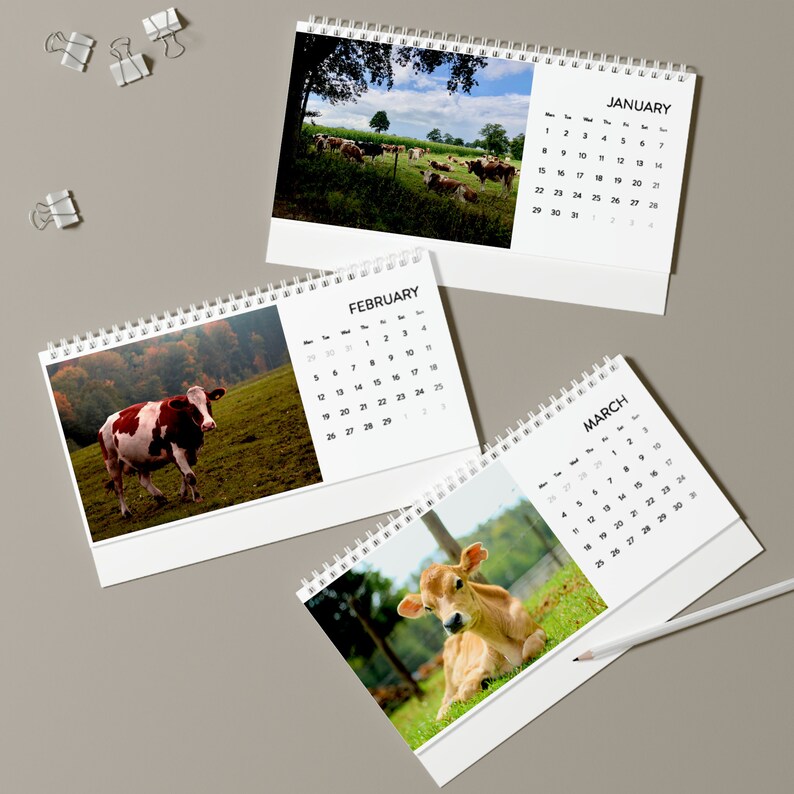 Cow Desk Calendar 2024 Grid 2024 Cows Calendar Cute Cow Etsy Canada