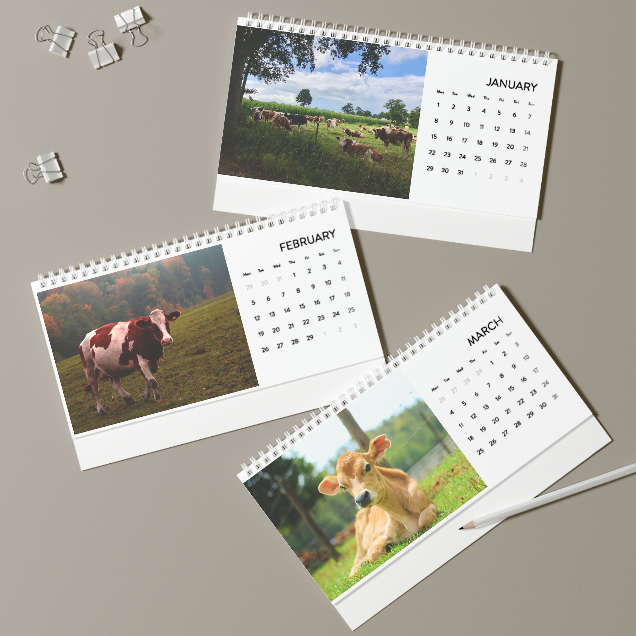 Cow Desk Calendar 2024 Grid 2024 Cows Calendar Cute Cow Etsy Canada