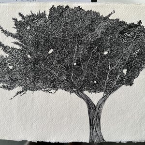 May include: Black and white pen and ink drawing of a tree with a full canopy. The tree trunk splits into two main branches, and the leaves are densely packed with detailed shading. The artwork is on textured, off-white paper.
