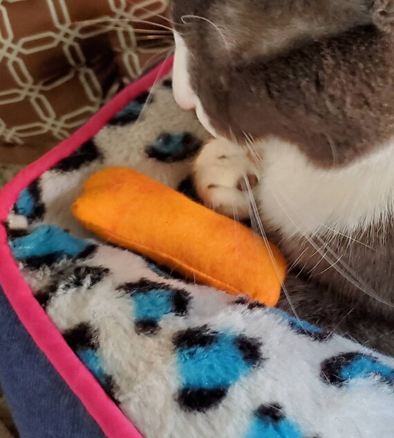cat cheetos