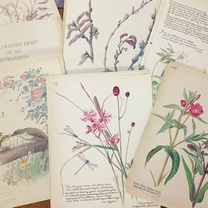 Large approx 9” x 7” Edith Holden Book Pages / Choose your Set